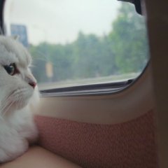 The Journey of the 12 Cats Korean Movie photo