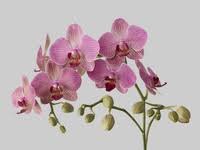 orchid