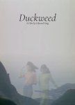 Duckweed