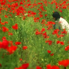 Consolation Korean Movie photo