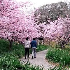 Ossan's Love Returns Japanese Drama photo