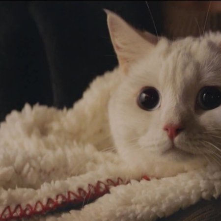 Meow, le Garçon Secret (2020)