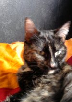 Mikeneko Holmes no Suiri Japanese Drama photo