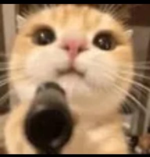 Kitty