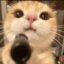 Kitty