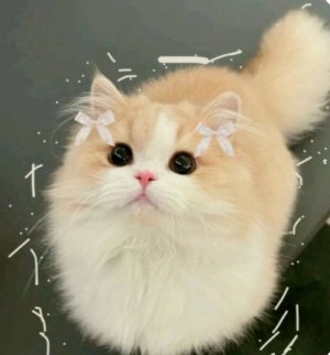 Adorable_Ice_Cream