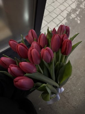 tulip