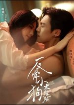 Fan Gu Xiao Gou Qiu Tie Tie Chinese Drama(2025) photo