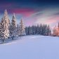 Snowy forest