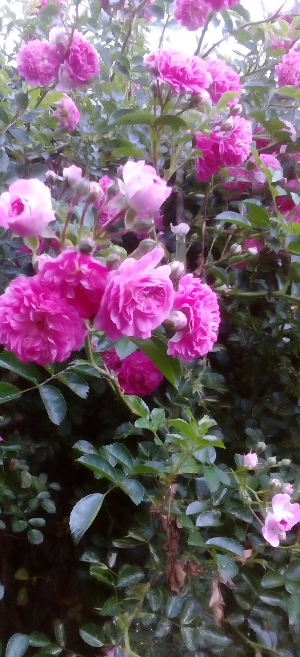 rose04.jpg rose04.jpg