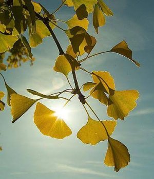 ginkgo_leaves