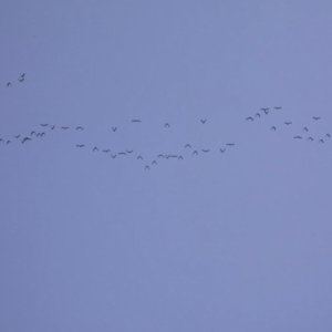 Kamisama no Boto  (2013)