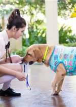 Hero Dog Season 2 Chinese Drama photo