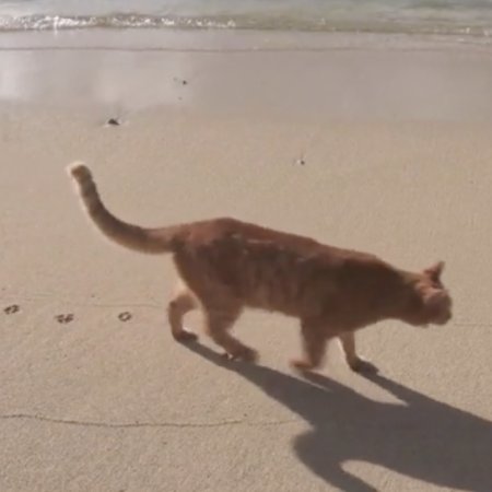Mitsuaki Iwago's World "Cats" Travelogue (2017)