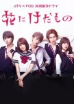 Hana ni Keda Mono japanese drama review