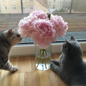 Kamisama no Boto  (2013)