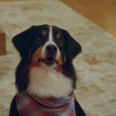 Love & Revenge: Spy Game Japanese Drama(2025) photo