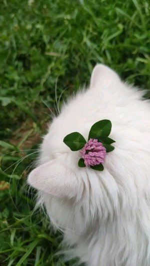 flowerondesert