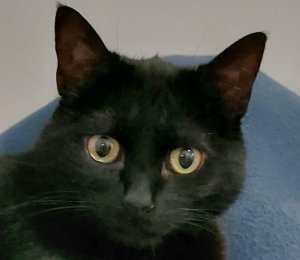BlackTino