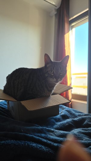 Hayla