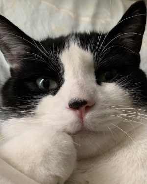 lilmeow