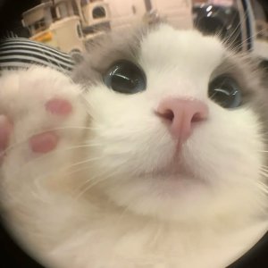 kittyberries