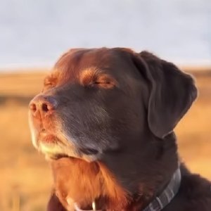 ddtea