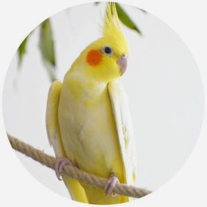 The Yellow Bird