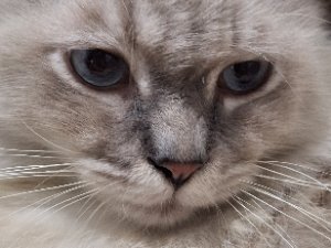 ciku