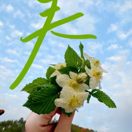 Live Up to Your Youth (2026)