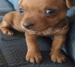 mah