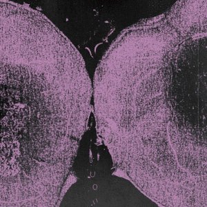 Erotic Blossoms in a Dream (2026)
