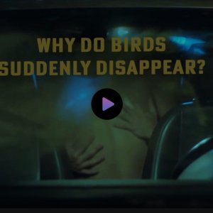 Why Do Birds Suddenly Disappear? (2019)