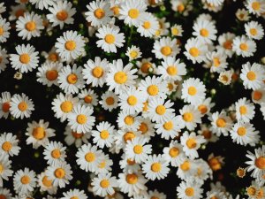 Idyllic Daisy