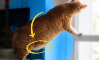 I know I've been watching too many Cdramas when I'm reminded this tummytum is called a "primordial…
