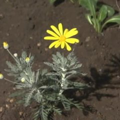 Long Love Letter Japanese Drama photo