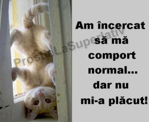 Pisicot