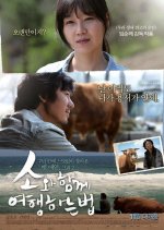 Rolling Home With A Bull Korean Movie photo