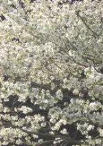 Honto ni Atta Kowai Hanashi: Spring Special 2003 Japanese Drama photo