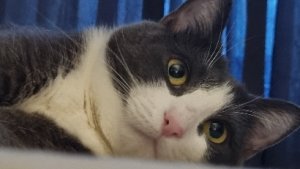 AnaMariaGrozea