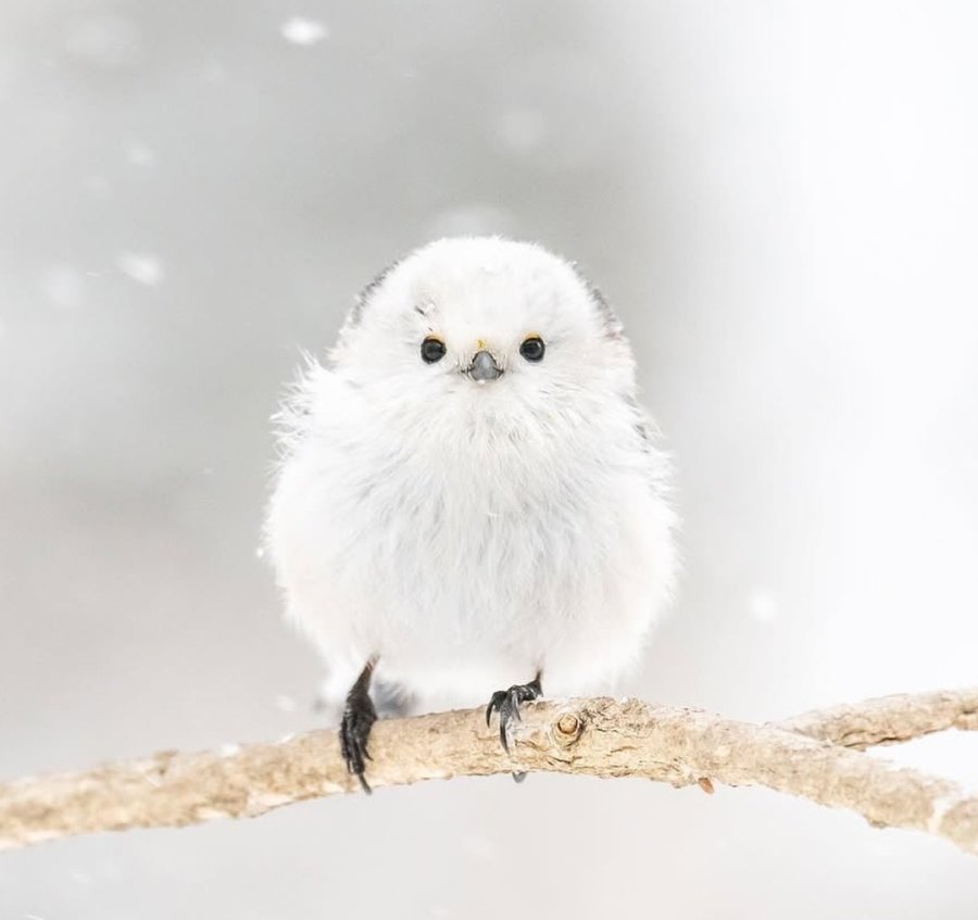 cutie-little-white-bird-IG.jpg