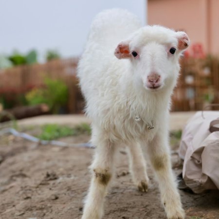Become a Farmer (2023)