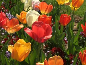 Tulip