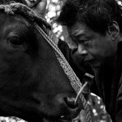 Black Ox Taiwanese Movie photo