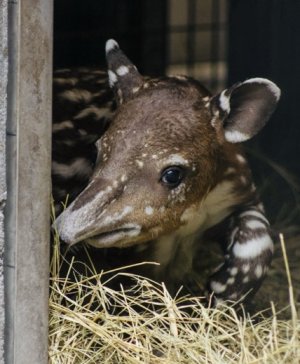 tapir