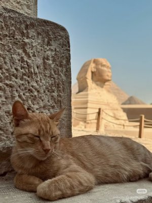 Nate the Cat