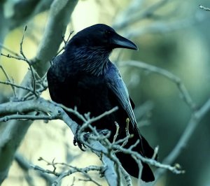 LadyCrow