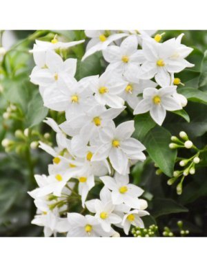 Solanum Jasmin