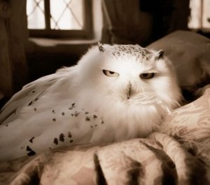 TheDramaOwl