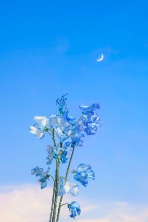 blueflower_ck